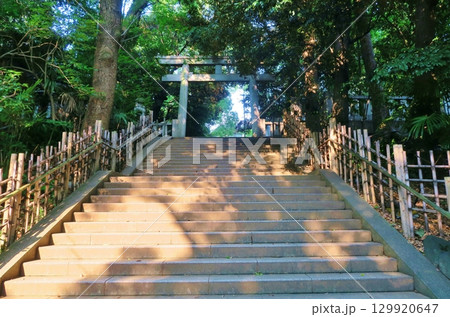 夏の夕暮れの氷川神社鳥居　東京 129920647