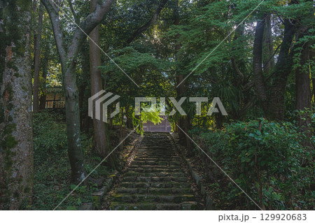 深緑の参道の石段 深緑の参道の石段 129920683