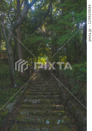 深緑の参道の石段 深緑の参道の石段 129920684