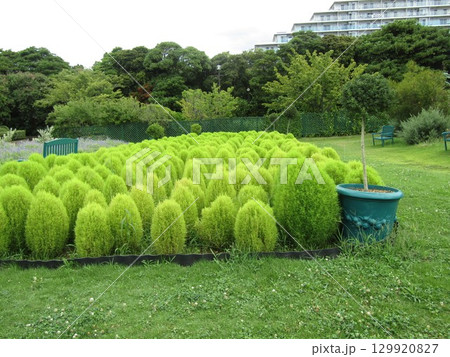 暑い夏はマダマダ緑色のホウキ草 129920827