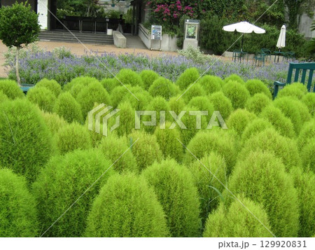 暑い夏はマダマダ緑色のホウキ草 129920831