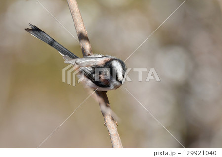 冬に公園や雑木林で見られる身近なかわいらしい小鳥、人気者のエナガ 129921040