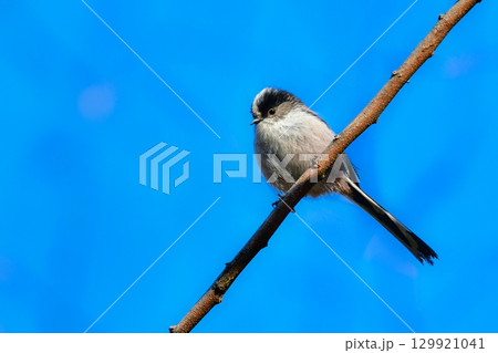 冬に公園や雑木林で見られる身近なかわいらしい小鳥、人気者のエナガ 129921041