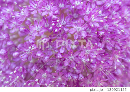 アリウム・ギガンテウムの花のクローズアップ 129921125