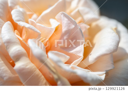 バラの花のクローズアップ 129921126