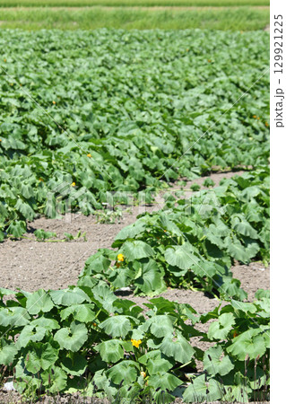 カボチャ畑　かぼちゃ畑　作付面積日本一　収穫量日本一　和寒町 129921225
