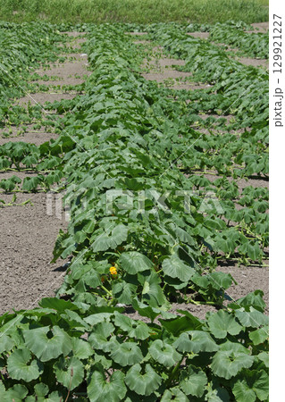カボチャ畑 かぼちゃ畑 作付面積日本一 収穫量日本一 和寒町 カボチャ畑 かぼちゃ畑 作付面積日本一 収穫量日本一 和寒町 129921227