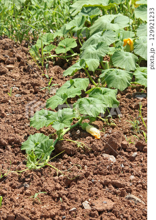 カボチャ畑 かぼちゃ畑 作付面積日本一 収穫量日本一 和寒町 カボチャ畑 かぼちゃ畑 作付面積日本一 収穫量日本一 和寒町 129921233