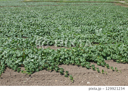 カボチャ畑　かぼちゃ畑　作付面積日本一　収穫量日本一　和寒町 129921234