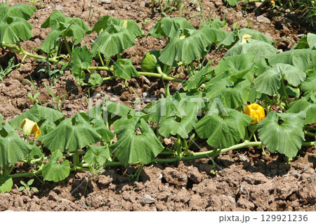 カボチャ畑　かぼちゃ畑　作付面積日本一　収穫量日本一　和寒町 129921236