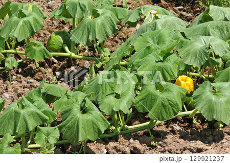 カボチャ畑 かぼちゃ畑 作付面積日本一 収穫量日本一 和寒町 カボチャ畑 かぼちゃ畑 作付面積日本一 収穫量日本一 和寒町 129921237