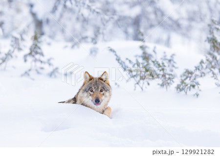 Wolf in Snowy Forest Landscape 129921282