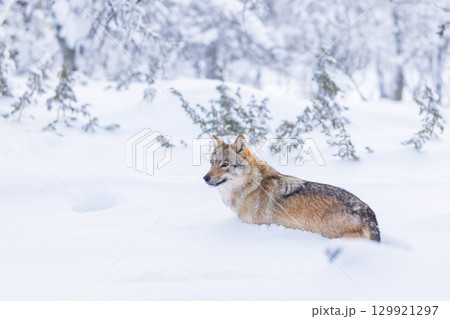 Wolf in snowy Scandinavian landscape 129921297