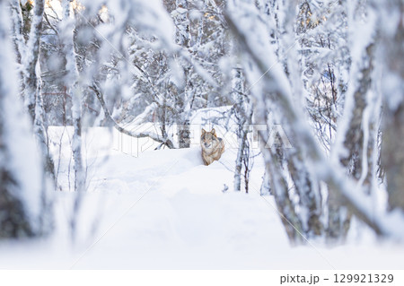 Solitary wolf in snowy forest 129921329