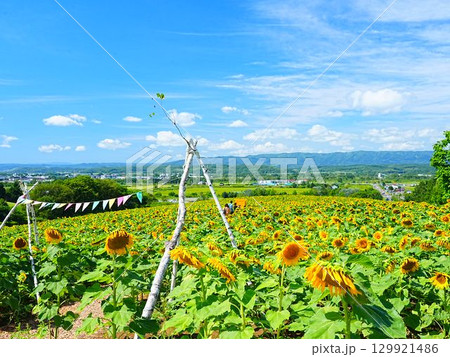北海道の絶景 名寄サンピラーパークのひまわり畑 北海道の絶景 名寄サンピラーパークのひまわり畑 129921486