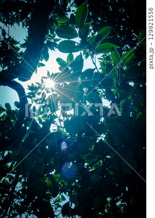 爽やかな朝の光 爽やかな朝の光 129921556