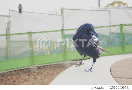 工事中の公園のベンチをランウェイを歩くかのように近づいてくるハシボソガラスの接写写真 工事中の公園のベンチをランウェイを歩くかのように近づいてくるハシボソガラスの接写写真 129921648