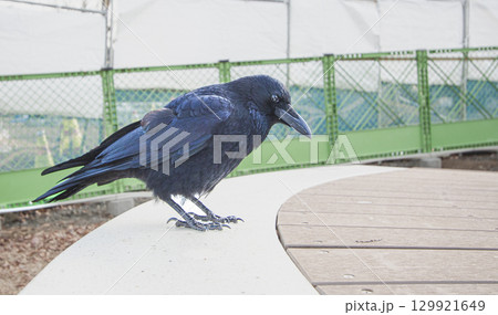 工事中の公園のベンチに佇むハシボソガラスの接写写真 129921649