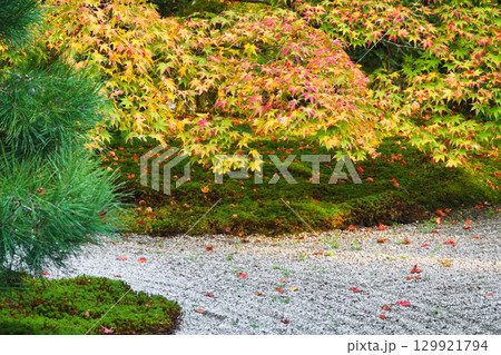 南禅寺の塔頭　秋の紅葉が美しい天授庵（京都府京都市東山区） 129921794