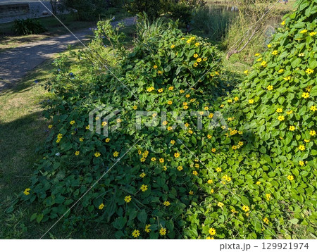 A large hedge of Thunbergia alata is planted in botanical garden in Cordoba, Argentina 129921974