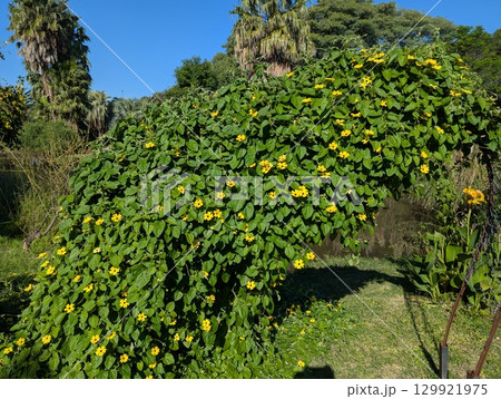 A large hedge of Thunbergia alata is planted in the botanical garden in Cordoba, Argentina 129921975