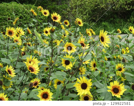 夏の花黄色い矮性ヒマワリの花 129922581
