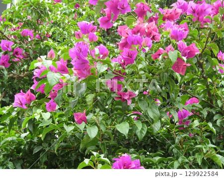 ブーゲンビリアの桃色の花 ブーゲンビリアの桃色の花 129922584