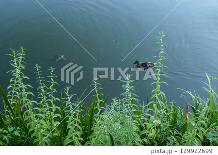 岩手県高松池のカルガモとハーブのシロネが花盛り 129922699