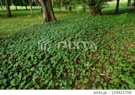 岩手県高松池の公園のプラタナスの下草に広がるノブキ 岩手県高松池の公園のプラタナスの下草に広がるノブキ 129922700