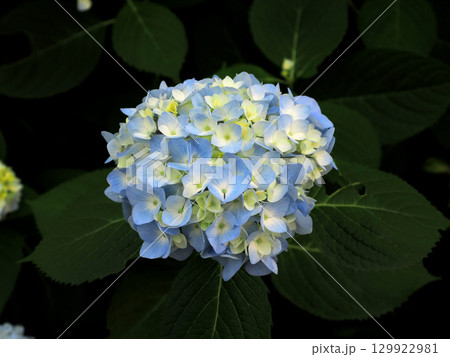 青い紫陽花 129922981