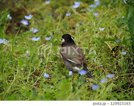 ムクドリ(椋鳥) ムクドリ(椋鳥) 129923163
