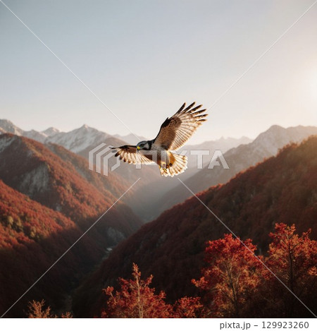 紅葉の山を背景に飛ぶオジロワシ 129923260