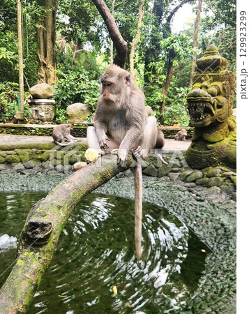 バリ島ウブド・モンキーフォレストの池で枝に座るサル 129923299