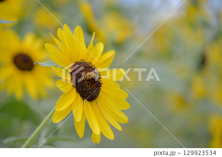 ひまわりと蜜を集める蜂 129923534