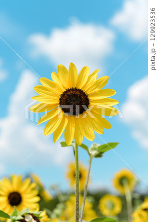 夏の空に映えるひまわり 129923536
