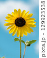 夏の青空とひまわりと蜂 129923538