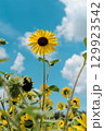 青空に伸びる一本のひまわり 129923542