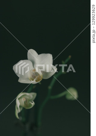 A beautiful white orchid displays its delicate blooms against a dark backdrop. Close-up of elegant white orchid blossoms against a black background. Delicate petals highlight the flower's beauty. A beautiful white orchid displays its delicate blooms against a dark backdrop. Close-up of elegant white orchid blossoms against a black background. Delicate petals highlight the flower's beauty. 129923629
