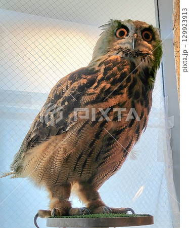 フクロウの鋭い視線 129923913