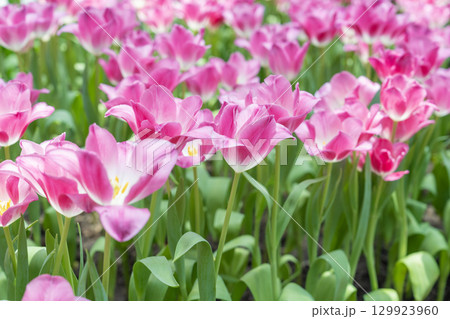 Pink tulips blooming in garden with sunlight. 129923960