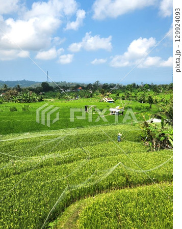 バリ島ティルタガンガ周辺の田園と農作業をする人々 129924093