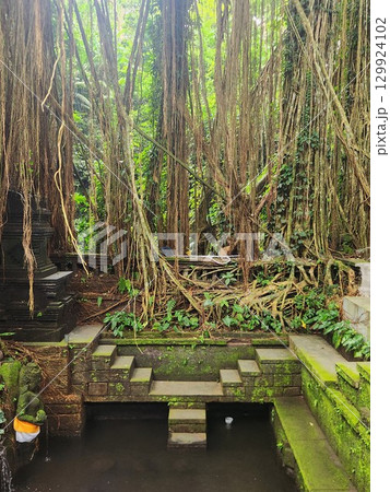 バリ島ウブド・モンキーフォレストのガジュマルと祠 バリ島ウブド・モンキーフォレストのガジュマルと祠 129924102