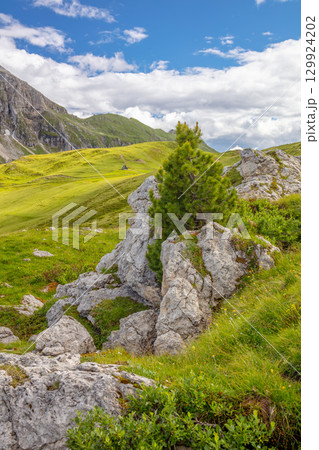 Pine Tree on a Rock in a Summer Alpine Valley Pine Tree on a Rock in a Summer Alpine Valley 129924202