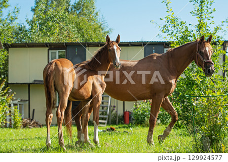 exterior of sportive chestnut foal posing with mom in stable yard. sunny summer morning exterior of sportive chestnut foal posing with mom in stable yard. sunny summer morning 129924577
