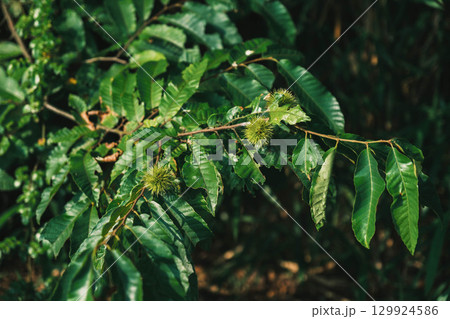 [兵庫県立有馬富士公園]美しい緑の風景 129924586