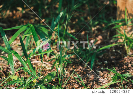 [兵庫県立有馬富士公園]美しい緑の風景 129924587