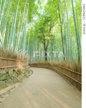 京都嵐山_竹林の小径の絶景風景 129925061