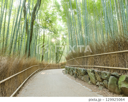 京都嵐山_竹林の小径の絶景風景 129925064