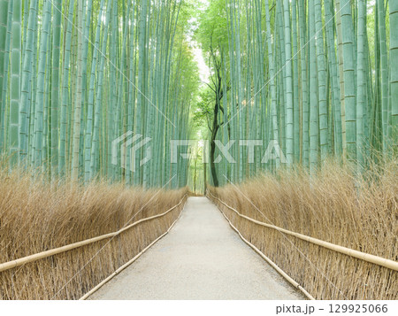 京都嵐山_竹林の小径の絶景風景 京都嵐山_竹林の小径の絶景風景 129925066