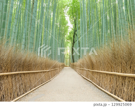 京都嵐山_竹林の小径の絶景風景 京都嵐山_竹林の小径の絶景風景 129925069